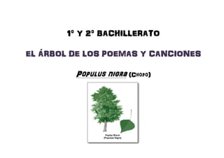 1º Y 2º BACHILLERATO1º Y 2º BACHILLERATO1º Y 2º BACHILLERATO1º Y 2º BACHILLERATO
EL ÁRBOL DE LOS POEMAS Y CANCIONESEL ÁRBOL DE LOS POEMAS Y CANCIONESEL ÁRBOL DE LOS POEMAS Y CANCIONESEL ÁRBOL DE LOS POEMAS Y CANCIONESEL ÁRBOL DE LOS POEMAS Y CANCIONESEL ÁRBOL DE LOS POEMAS Y CANCIONESEL ÁRBOL DE LOS POEMAS Y CANCIONESEL ÁRBOL DE LOS POEMAS Y CANCIONES
PopulusPopulusPopulusPopulus nigranigranigranigra (C(C(C(Chopo))))
 