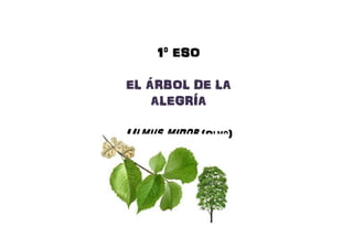1º ESO1º ESO1º ESO1º ESO
EL ÁRBOL DE LAEL ÁRBOL DE LAEL ÁRBOL DE LAEL ÁRBOL DE LAEL ÁRBOL DE LAEL ÁRBOL DE LAEL ÁRBOL DE LAEL ÁRBOL DE LA
ALEGRÍAALEGRÍAALEGRÍAALEGRÍAALEGRÍAALEGRÍAALEGRÍAALEGRÍA
UlmusUlmusUlmusUlmus minorminorminorminor (Ol(Ol(Ol(Olmo))))
 