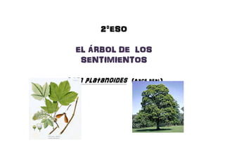 2ºESO2ºESO2ºESO2ºESO
EL ÁRBOL DE LOSEL ÁRBOL DE LOSEL ÁRBOL DE LOSEL ÁRBOL DE LOSEL ÁRBOL DE LOSEL ÁRBOL DE LOSEL ÁRBOL DE LOSEL ÁRBOL DE LOS
SENTIMIENTOSSENTIMIENTOSSENTIMIENTOSSENTIMIENTOSSENTIMIENTOSSENTIMIENTOSSENTIMIENTOSSENTIMIENTOS
AcerAcerAcerAcer platanoidesplatanoidesplatanoidesplatanoides ((((Arce real)Arce real)Arce real)Arce real)AcerAcerAcerAcer platanoidesplatanoidesplatanoidesplatanoides ((((Arce real)Arce real)Arce real)Arce real)
 
