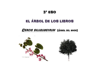 3º ESO3º ESO3º ESO3º ESO
EL ÁRBOL DE LOS LIBROSEL ÁRBOL DE LOS LIBROSEL ÁRBOL DE LOS LIBROSEL ÁRBOL DE LOS LIBROSEL ÁRBOL DE LOS LIBROSEL ÁRBOL DE LOS LIBROSEL ÁRBOL DE LOS LIBROSEL ÁRBOL DE LOS LIBROS
CercisCercisCercisCercis siluquastrumsiluquastrumsiluquastrumsiluquastrum (Árbol del amor)(Árbol del amor)(Árbol del amor)(Árbol del amor)
 