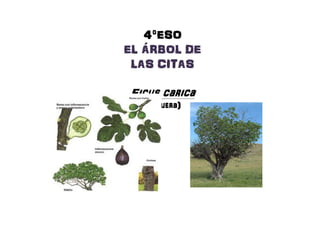 4ºESO4ºESO4ºESO4ºESO
EL ÁRBOL DEEL ÁRBOL DEEL ÁRBOL DEEL ÁRBOL DEEL ÁRBOL DEEL ÁRBOL DEEL ÁRBOL DEEL ÁRBOL DE
LAS CITASLAS CITASLAS CITASLAS CITASLAS CITASLAS CITASLAS CITASLAS CITAS
FicusFicusFicusFicus caricacaricacaricacarica
(Higuera)(Higuera)(Higuera)(Higuera)
 