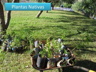 Plantas Nativas