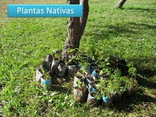 Plantas Nativas