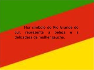 Flor símbolo do Rio Grande do
Sul, representa a beleza e a
delicadeza da mulher gaúcha.
 
