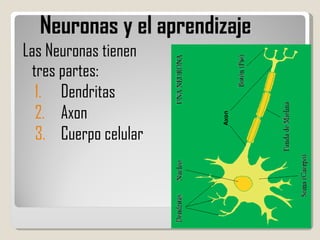 Neuronas y el aprendizaje Las Neuronas tienen tres partes:  Dendritas Axon Cuerpo celular 