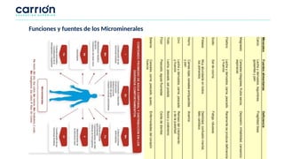 Funciones y fuentes de los Microminerales
 