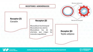 RECEPTORES ADRENÉRGICOS
Receptor β1
Corazón Receptor β2
Musculatura lisa bronquial
Musculatura lisa uterina
Musculatura lisa de las
arteriolas que irrigan los
músculos esqueléticos
Receptor β3
Tejido adiposo
 
