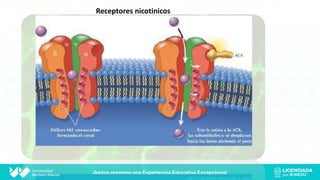 Receptores nicotinicos
 