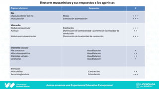 Efectores muscarinicos y sus respuestas a los agonistas
Órganos efectores Respuestas #
Ojo
Músculo esfínter del iris
Músculo ciliar
Miosis
Contracción acomodación
+ + +
+ + +
Miocardio
Nódulo sinoauricular
Aurícula
Nódulo auriculoventricular
Bradicardia
Disminución de contractilidad y aumento de la velocidad de
conducción
Disminución de la velocidad de conducción
+ + +
+ +
+ + +
Endotelio vascular
Pile y mucosas
Músculo esquelético
Glándulas salivales
Coronarias
Vasodilatación
Vasodilatación
Vasodilatación
Vasodilatación
+
+ +
+ +
+
Bronquios
Músculo liso
Secreción glandular
Contracción
Estimulación
+ +
+ + +
 