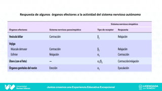 Respuesta de algunos órganos efectores a la actividad del sistema nervioso autónomo
 