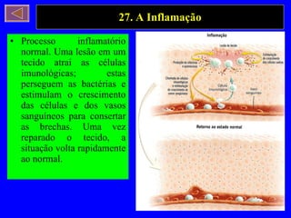 27. A Inflamação Processo inflamatório normal. Uma lesão em um tecido atrai as células imunológicas; estas perseguem as bactérias e estimulam o crescimento das células e dos vasos sanguíneos para consertar as brechas. Uma vez reparado o tecido, a situação volta rapidamente ao normal. 