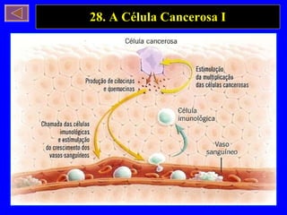 28. A Célula Cancerosa I 