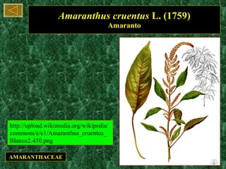 Amaranthus cruentus  L. (1759) Amaranto AMARANTHACEAE http://upload.wikimedia.org/wikipedia/commons/e/e1/Amaranthus_cruentus_Blanco2.430.png 