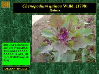 Chenopodium quinoa  Willd. (1798) Quinoa http://3.bp.blogspot.com/_ccV9VtsdyD8/STIDepekLVI/AAAAAAAAAHY/qCh_cBvASQ0/s400/image003.jpg AMARANTHACEAE 