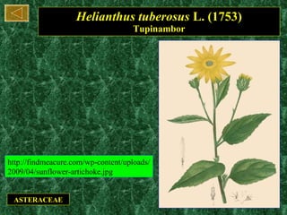Helianthus tuberosus  L. (1753) Tupinambor ASTERACEAE http://findmeacure.com/wp-content/uploads/2009/04/sunflower-artichoke.jpg 