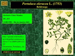 Portulaca oleracea  L. (1753) Beldroega PORTULACACEAE Herbário Chico Mendes  DC_033 12/09/1990 – Rio de Janeiro (RJ) http://upload.wikimedia.org/wikipedia/commons/archive/7/7e/20091209152320!Illustration_Portulaca_oleracea0.jpg 