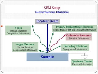 Scanning and Transmission Electron Microscope | PPTX
