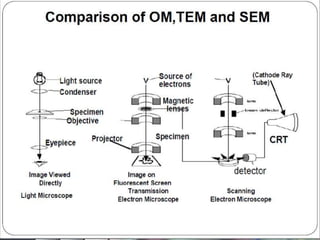 Scanning and Transmission Electron Microscope | PPTX