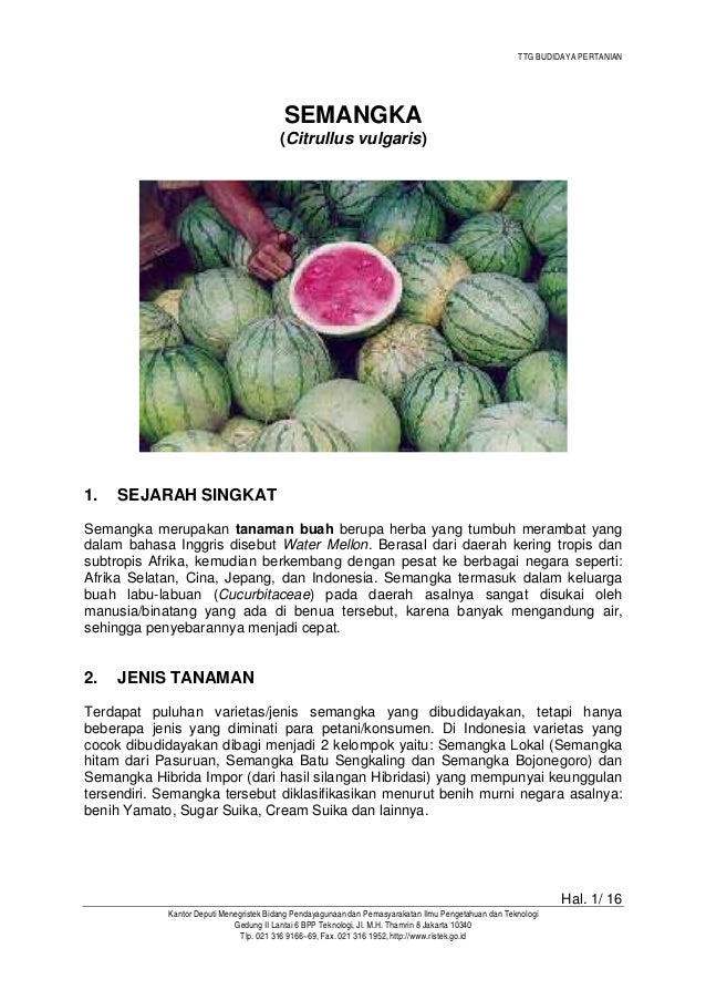 Budidaya Menanam Semangka