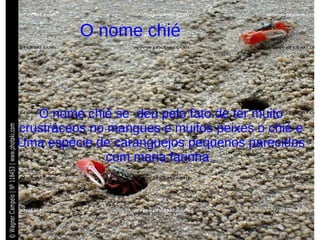 O nome chié O nome chié se  deu pelo fato de ter muito   crustráceos no mangues e muitos peixes o chié e Uma espécie de caranguejos pequenos parecidos com maria farinha . 