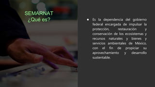 SEMARNAT
¿Qué es? ● Es la dependencia del gobierno
federal encargada de impulsar la
protección, restauración y
conservación de los ecosistemas y
recursos naturales y bienes y
servicios ambientales de México,
con el fin de propiciar su
aprovechamiento y desarrollo
sustentable.
 