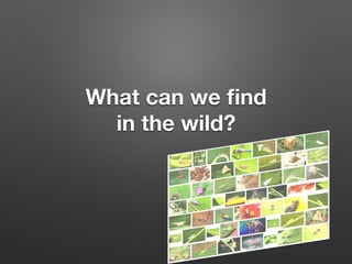 What can we ﬁnd 
in the wild?
 