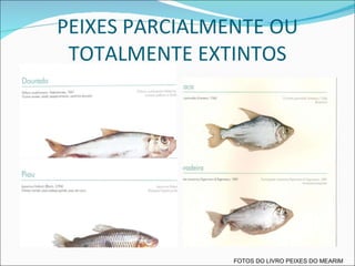 PEIXES PARCIALMENTE OU TOTALMENTE EXTINTOS FOTOS DO LIVRO PEIXES DO MEARIM 