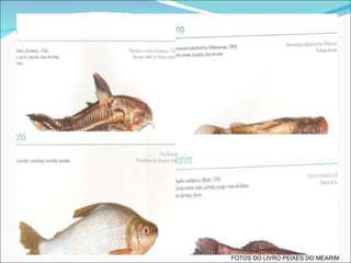 FOTOS DO LIVRO PEIXES DO MEARIM 