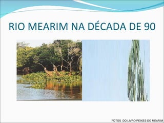 RIO MEARIM NA DÉCADA DE 90 FOTOS  DO LIVRO PEIXES DO MEARIM 