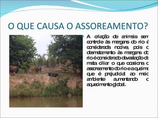 O QUE CAUSA O ASSOREAMENTO? A criação de animais sem controle às margens do rio é considerada nociva, pois o desmatamento às margens do rio é considerado devastação da mata ciliar o que ocasiona o assoreamento do rio e a queima que é prejudicial ao meio ambiente aumentando o aquecimento global.  