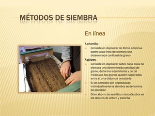 MÉTODOS DE SIEMBRA
En línea
A chorrillo:
 Consiste en depositar de forma continua
sobre cada línea de siembra una
determinada cantidad de grano
A golpes:
 Consiste en depositar sobre cada línea de
siembra una determinada cantidad de
grano, de forma intermitente y de tal
modo que los granos queden separados
entre sí una distancia constante
 Si las semillas son depositadas
individualmente la siembra se denomina
de precisión
 Gran ahorro de semilla y mano de obra en
las labores de aclare y escarda
 