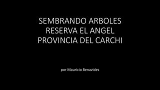 SEMBRANDO ARBOLES
RESERVA EL ANGEL
PROVINCIA DEL CARCHI
por Mauricio Benavides
 