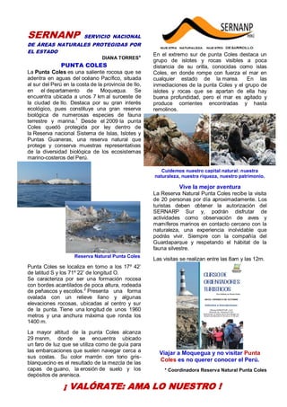 30
SERNANP SERVICIO NACIONAL
DE ÁREAS NATURALES PROTEGIDAS POR
EL ESTADO
DIANA TORRES*
PUNTA COLES
La Punta Coles es una saliente rocosa que se
adentra en aguas del océano Pacífico, situada
al sur del Perú en la costa de la provincia de Ilo,
en el departamento de Moquegua. Se
encuentra ubicada a unos 7 km al suroeste de
la ciudad de Ilo. Destaca por su gran interés
ecológico, pues constituye una gran reserva
biológica de numerosas especies de fauna
terrestre y marina.1
Desde el 2009 la punta
Coles quedó protegida por ley dentro de
la Reserva nacional Sistema de Islas, Islotes y
Puntas Guaneras, una reserva natural que
protege y conserva muestras representativas
de la diversidad biológica de los ecosistemas
marino-costeros del Perú.
Reserva Natural Punta Coles
Punta Coles se localiza en torno a los 17º 42’
de latitud S y los 71º 22’ de longitud O.
Se caracteriza por ser una formación rocosa
con bordes acantilados de poca altura, rodeada
de peñascos y escollos.2
Presenta una forma
ovalada con un relieve llano y algunas
elevaciones rocosas, ubicadas al centro y sur
de la punta. Tiene una longitud de unos 1960
metros y una anchura máxima que ronda los
1400 m.
La mayor altitud de la punta Coles alcanza
29 msnm, donde se encuentra ubicado
un faro de luz que se utiliza como de guía para
las embarcaciones que suelen navegar cerca a
sus costas. Su color marrón con tono gris-
blanquecino es el resultado de la mezcla de las
capas de guano, la erosión de suelo y los
depósitos de arenisca.
En el extremo sur de punta Coles destaca un
grupo de islotes y rocas visibles a poca
distancia de su orilla, conocidas como islas
Coles, en donde rompe con fuerza el mar en
cualquier estado de la marea. En las
inmediaciones de la punta Coles y el grupo de
islotes y rocas que se apartan de ella hay
buena profundidad, pero el mar es agitado y
produce corrientes encontradas y hasta
remolinos.
Cuidemos nuestro capital natural: nuestra
naturaleza, nuestra riqueza, nuestro patrimonio.
Vive la mejor aventura
La Reserva Natural Punta Coles recibe la visita
de 20 personas por día aproximadamente. Los
turistas deben obtener la autorización del
SERNARP Sur y, podrán disfrutar de
actividades como observación de aves y
mamíferos marinos en contacto cercano con la
naturaleza, una experiencia inolvidable que
podrás vivir. Siempre con la compañía del
Guardaparque y respetando el hábitat de la
fauna silvestre.
Las visitas se realizan entre las 8am y las 12m.
Viajar a Moquegua y no visitar Punta
Coles es no querer conocer el Perú.
* Coordinadora Reserva Natural Punta Coles
¡ VALÓRATE: AMA LO NUESTRO !
 