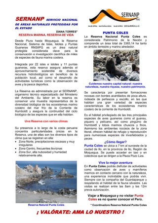29
SERNANP SERVICIO NACIONAL
DE ÁREAS NATURALES PROTEGIDAS POR
EL ESTADO
DIANA TORRES*
RESERVA MARINA, RESERVA DE VIDA
Desde Piura hasta Moquegua, la Reserva
Nacional, Sistema de Islas, Islotes y Puntas
Guaneras RNSIIPG es un área natural
protegida considerada clave para la
conservación e investigación científica de miles
de especies de fauna marina costera.
Integrada por 22 islas e islotes y 11 puntas
guaneras, esta reserva asegura además el
aprovechamiento sostenible de diversos
recursos hidrobiológicos en beneficio de la
población local, así como el desarrollo de
actividades turísticas como la observación de
aves y la pesca deportiva.
La Reserva es administrada por el SERNANP,
organismo técnico especializado del Ministerio
del Ambiente. Su labor en la reserva es
conservar una muestra representativa de la
diversidad biológica de los ecosistemas marino
costero del mar frío de la Corriente de
Humboldt y asegura la continuidad del ciclo
biológico de las especies que en ella habitan.
Una Reserva con varios climas
Su presencia a lo largo de la costa peruana
concentra particularidades únicas en la
Reserva, una de ellas son los diversos tipos de
clima que se registran en ella:
Zona Norte, precipitaciones escasas y muy
irregulares
Zona Centro, frecuentes lloviznas
Zona Sur, alta nubosidad y humedad
relativamente alta.
Reserva Natural Punta Coles
PUNTA COLES
La Reserva Nacional Punta Coles es
considerada Patrimonio de la Nación y
comprende un área total de 3365,14 ha tanto
en ámbito terrestre y marino alrededor.
Cuidemos nuestro capital natural: nuestra
naturaleza, nuestra riqueza, nuestro patrimonio.
Se caracteriza por presentar formaciones
rocosas con bordes acantilados de poca altura,
rodeada de peñascos y escollo, en las que
habitan una gran variedad de especies
características de los ecosistemas marino
costero de la corriente de Humboldt.
Es el hábitat privilegiado de las tres principales
especies de aves guaneras como el guanay,
piquero y pelícano, así como pingüino de
Humboldt y lobos marinos chuscos y finos.
Asimismo los ambientes rocosos de la zona
litoral, ofrecen hábitat de refugio y reproducción
para numerosas especies de invertebrados y
peces.
¿Cómo llegar?
Punta Coles se ubica a 7 km al suroeste de la
ciudad de Ilo, en la provincia de Ilo, Región de
Moquegua. Se puede acceder en taxi o en
colectivos que se dirigen a la Plaza Pozo Liza.
Vive la mejor aventura
En Punta Coles podrás disfrutar de actividades
como observación de aves y mamíferos
marinos en contacto cercano con la naturaleza,
una experiencia inolvidable que podrás vivir.
Siempre con la compañía del Guardaparque y
respetando el hábitat de la fauna silvestre. Las
visitas se realizan entre las 8am y las 12m
previa autorización.
Viajar a Moquegua y no visitar Punta
Coles es no querer conocer el Perú.
* Coordinadora Reserva Natural Punta Coles
¡ VALÓRATE: AMA LO NUESTRO !
 