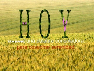 sembraré una palabra consoladora.. para cosechar serenidad. H O Y