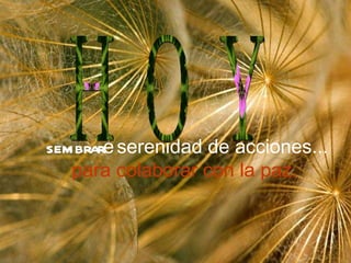 sembraré serenidad de acciones... para colaborar con la paz. H O Y