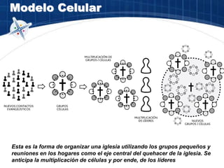 Modelo Celular
Esta es la forma de organizar una iglesia utilizando los grupos pequeños y
reuniones en los hogares como el eje central del quehacer de la iglesia. Se
anticipa la multiplicación de células y por ende, de los líderes
 