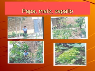 Papa, maíz, zapallo