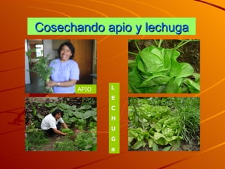 Cosechando apio y lechuga APIO L E C H U G a