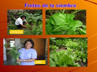 APIO LECHUGA Frutos de la siembra