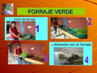 FORRAJE VERDE Inicio de forraje Alimento con el forraje 1 2 3 4