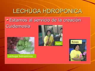 LECHUGA HDROPONICA Estamos al servicio de la creación Cuidemosla Lechuga hidropónica Apio Rosas