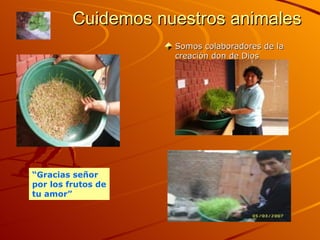 Cuidemos nuestros animales Somos colaboradores de la creación don de Dios “ Gracias señor por los frutos de tu amor”