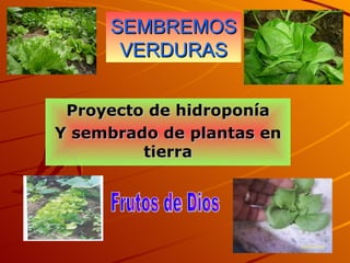 SEMBREMOS VERDURAS Proyecto de hidroponía Y sembrado de plantas en tierra Frutos de Dios 