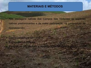 • Nas pastagens nativas dos Campos das Vertentes as espécies
nativas predominantes e de maior participação na composição da
biomassa são:
 Diantrostachya chrysotrix;
 Echinolaena inflexa;
 Paspalum plicatulum e Andropogon leucostachyus
(Quintão e Cruz Filho, 1989).
MATERIAIS E MÉTODOS
 