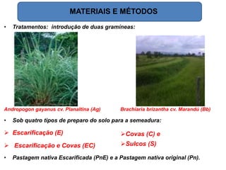 MATERIAIS E MÉTODOS
• Tratamentos: introdução de duas gramíneas:
Andropogon gayanus cv. Planaltina (Ag) Brachiaria brizantha cv. Marandú (Bb)
• Sob quatro tipos de preparo do solo para a semeadura:
 Escarificação (E)
 Escarificação e Covas (EC)
• Pastagem nativa Escarificada (PnE) e a Pastagem nativa original (Pn).
Covas (C) e
Sulcos (S)
 