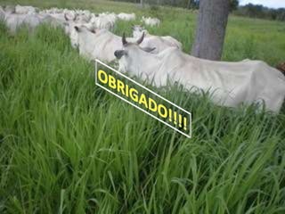 SEM DE FORRAGI II formatado.pptx