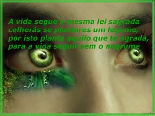 A vida segue a mesma lei sagrada colherás se plantares um legume, por isto planta aquilo que te agrada, para a vida seguir sem o negrume   
