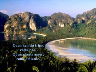 Quem semeia trigo, colhe pão. Quem planta amor, colhe amizade. 