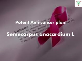 Potent Anti-cancer plant
Semecarpus anacardium L.
 